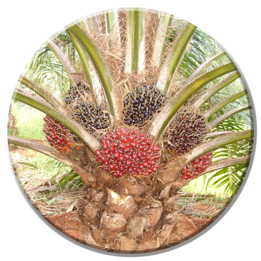 Oil Palm Cultivation Practices