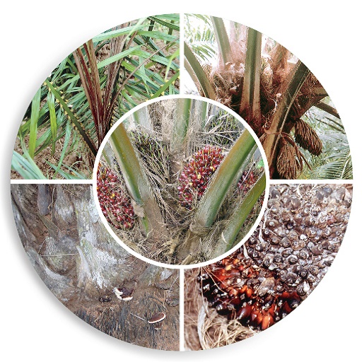 Oil Palm Disease Management