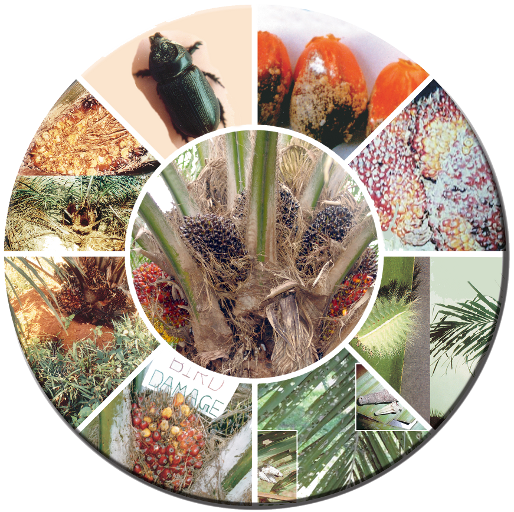 Oil Palm Pest Management
