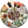 Oil Palm Pest Management